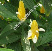 Pachystachys lutea Nees