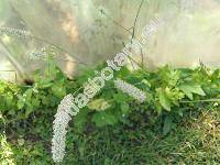 Consolida ambigua (L.) P. W. Ball et Heywood (Delphinium ajacis, Delphinium ambiguum L.)