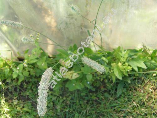 Consolida ambigua (L.) P. W. Ball et Heywood (Delphinium ajacis, Delphinium ambiguum L.)