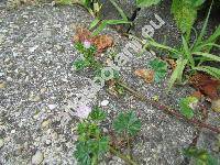 Malva pusilla Sm. (Althea borealis (Wallm.) Alef., Malva rotundifolia L.)