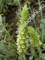 Sideritis scardica Griseb. (Hesiodia)