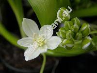 Ornithogalum balansae