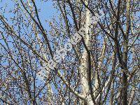 Populus alba L. (Populus bolleana Lauche, Populus nivea Villd., Populus major Mill., Populus pseudonivea Grossh.)