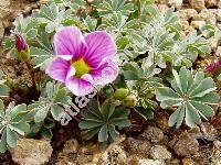 Oxalis adenophylla (Oxalis adenophylla L.)