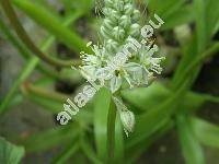 Ornithogalum longibracteatum (Ornithogalum caudatum Ait.)