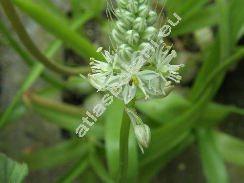 Ornithogalum longibracteatum (Ornithogalum caudatum Ait.)