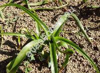 Ornithogalum longibracteatum (Ornithogalum caudatum Ait.)