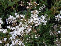 Gypsophila paniculata 'Bristol Fairy'