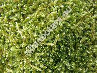 Achillea ptarmica L. (Ptarmica vulgaris Hill)