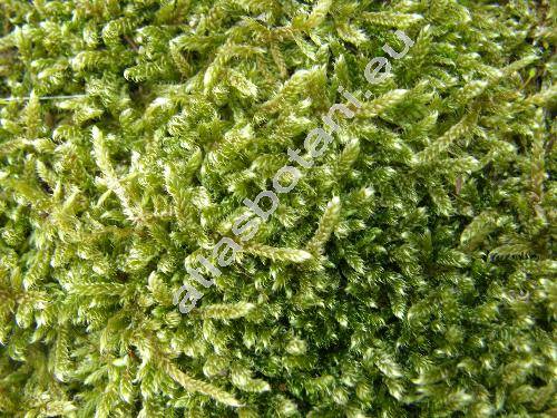 Achillea ptarmica L. (Ptarmica vulgaris Hill)