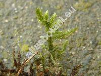 Pleurozium schreberi (Brid.) Mitt. (Hypnum, Hypnopsis, Entodon)