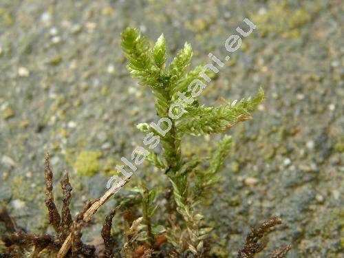 Pleurozium schreberi (Brid.) Mitt. (Hypnum, Hypnopsis, Entodon)