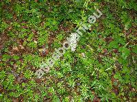 Platanthera chlorantha (Cust.) Rchb.