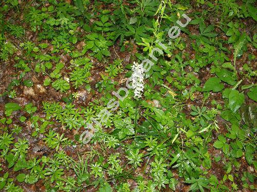 Platanthera chlorantha (Cust.) Rchb.