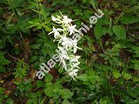 Platanthera chlorantha (Cust.) Rchb.