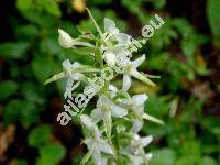 Platanthera chlorantha (Cust.) Rchb.