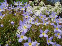 Houstonia caerulea L. (Houstonia caerulea L. 'Millard's Variety')