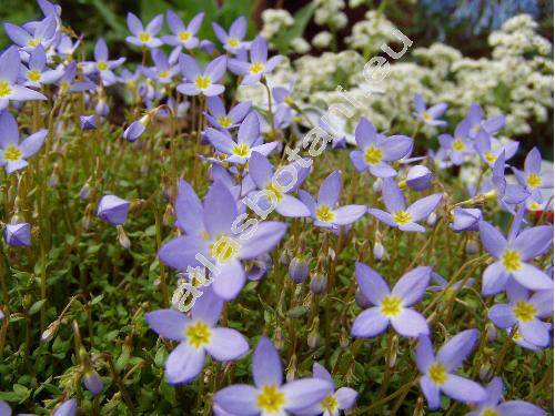 Houstonia caerulea L. (Houstonia caerulea L. 'Millard's Variety')