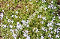 Houstonia caerulea L. (Houstonia caerulea L. 'Millard's Variety')