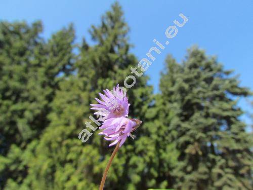 Soldanella carpatica Vierh.