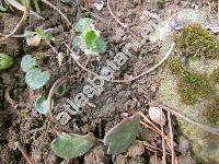 Soldanella carpatica Vierh.