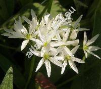 Allium ursinum L.