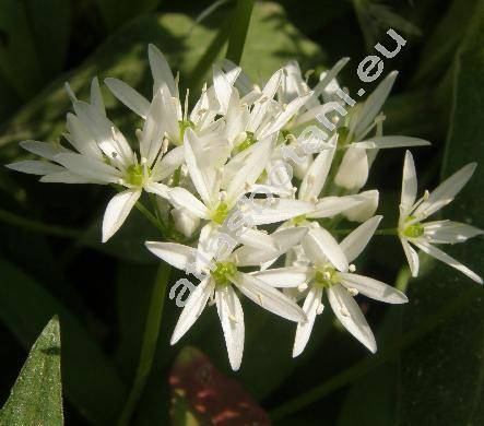 Allium ursinum L.