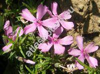 Phlox subulata L.