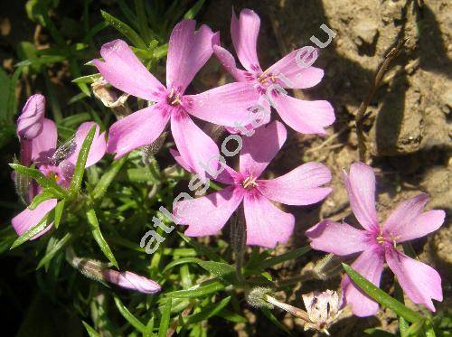 Phlox subulata L.