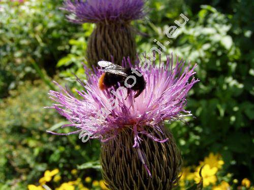 Rhaponticum carthamoides (Willd.) Iljin (Rhaponticum carthamoides Less, Cnicus carthamoides Willd., Stemmacantha carthamoides (Willd.) Dittr., Leuzea carthamoides (Willd.) DC.)