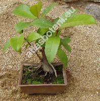 Ficus annulata Blume (Urostigma annulatum (Blume) Miq.)