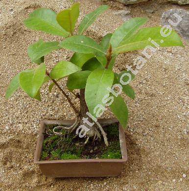 Ficus annulata Blume (Urostigma annulatum (Blume) Miq.)
