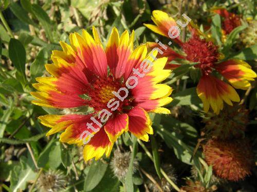 Gaillardia x grandiflora (Gaillardia aristata Pursh)