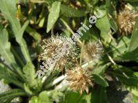 Gaillardia x grandiflora (Gaillardia aristata Pursh)