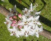 Menyanthes trifoliata L.