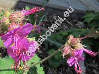 Geranium x cantabrigiense (Geranium dalmaticum x Geranium macrorrhizumn)