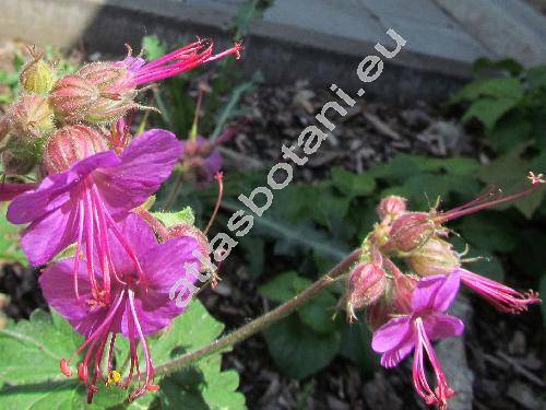 Geranium x cantabrigiense (Geranium dalmaticum x Geranium macrorrhizumn)