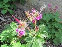 Geranium x cantabrigiense (Geranium dalmaticum x Geranium macrorrhizumn)