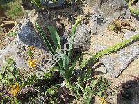 Urginea maritima L. (Scilla maritima)