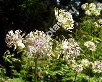 Astrantia major L.