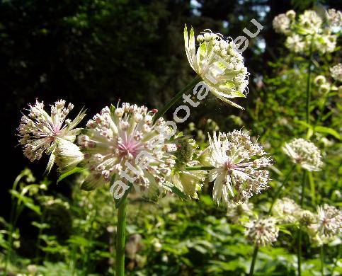 Astrantia major L.