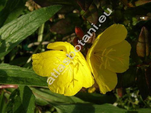 Oenothera fruticosa 'Fireworks'