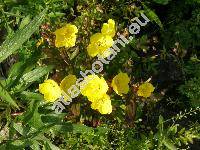 Oenothera fruticosa 'Fireworks'