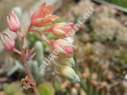 Pachyphytum compactum