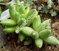 Pachyphytum compactum