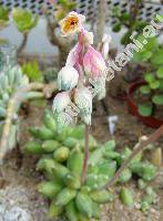 Pachyphytum compactum