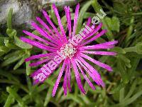 Delosperma cooperi (Hook.) L. Bolus (Mesembryanthemum cooperi Hook. f.)