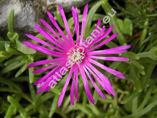 Delosperma cooperi (Hook.) L. Bolus (Mesembryanthemum cooperi Hook. f.)