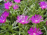 Delosperma cooperi (Hook.) L. Bolus (Mesembryanthemum cooperi Hook. f.)