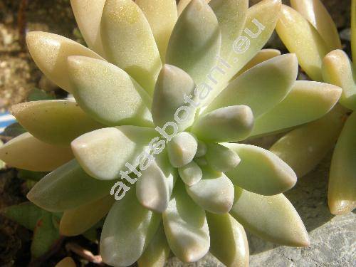 Pachyphytum longifolium